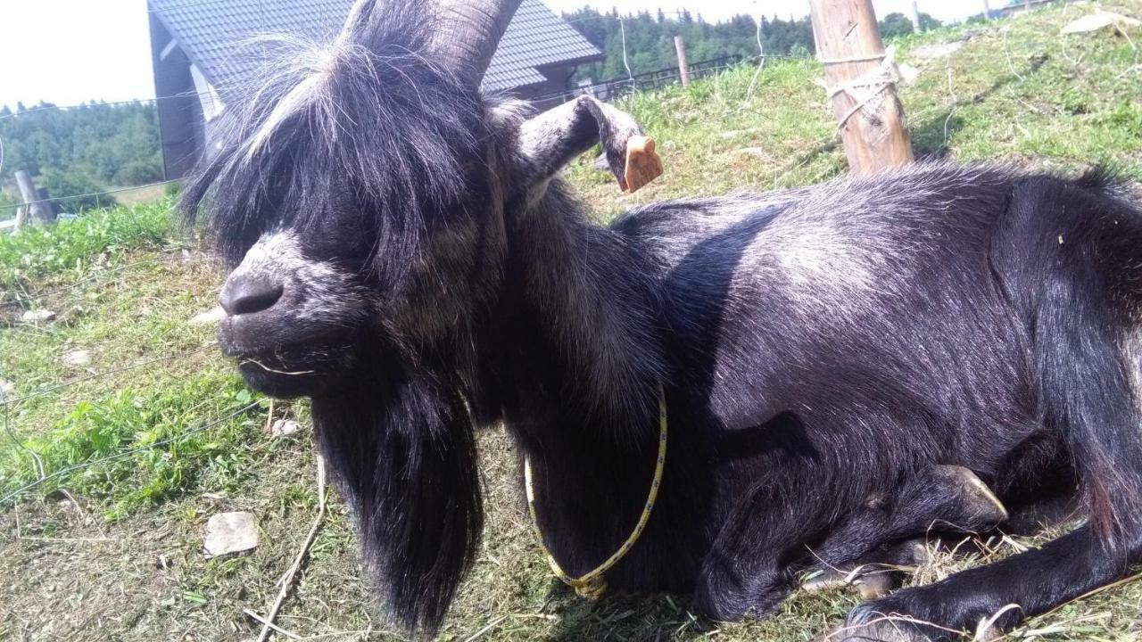 Agroturystyka,, Ranczo Kruszynki" Stronie Śląskie Extérieur photo